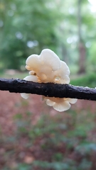 Crepidotus variabilis