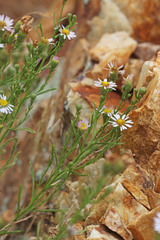 Erigeron arenarioides
