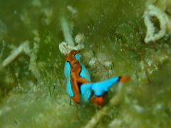 Thuridilla lineolata