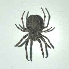 Larinioides sclopetarius