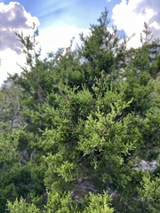 Juniperus ashei