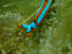 Thuridilla lineolata