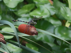 Ictinogomphus rapax