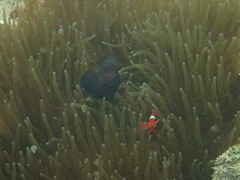 Amphiprion biaculeatus