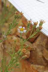 Erigeron arenarioides