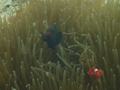 Amphiprion biaculeatus