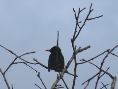 Hypsipetes leucocephalus