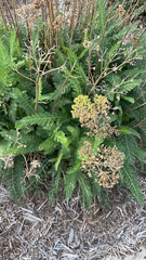 Achillea filipendulina