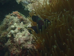 Amphiprion biaculeatus