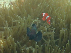 Amphiprion biaculeatus