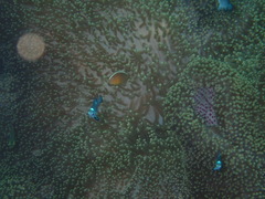 Amphiprion sandaracinos