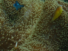 Amphiprion sandaracinos