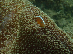 Amphiprion sandaracinos