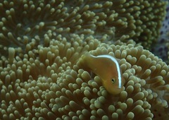 Amphiprion sandaracinos