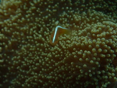 Amphiprion sandaracinos