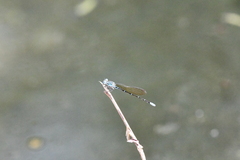 Argia oculata