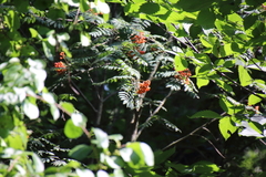 Sorbus aucuparia