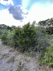 Juniperus ashei