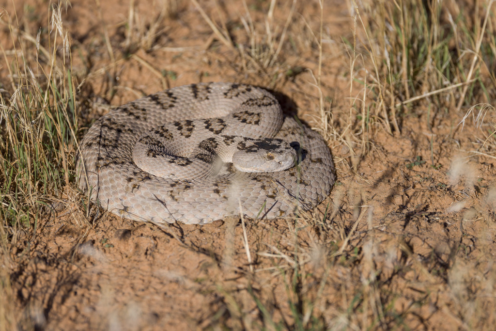 Great Basin Rattlesnake from Washington County, UT, USA on September 24 ...