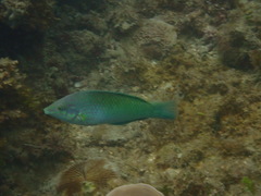 Halichoeres chloropterus