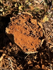 Pisolithus tinctorius
