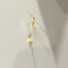 Stenacron interpunctatum