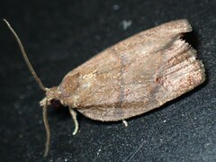 Argyrotaenia juglandana