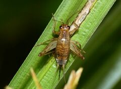 Anaxipha exigua