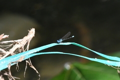 Argia oculata