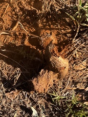 Pisolithus tinctorius