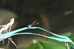 Argia oculata