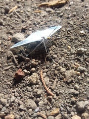 Palpita flegia