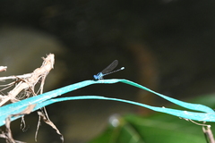 Argia oculata