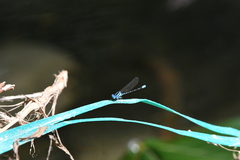 Argia oculata