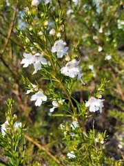 Prostanthera nivea