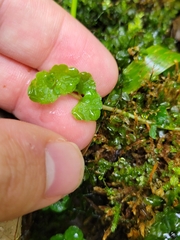 Chrysosplenium americanum