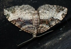 Xanthorhoe lacustrata