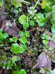 Chrysosplenium americanum