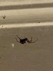 Theridiidae