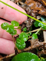 Chrysosplenium americanum