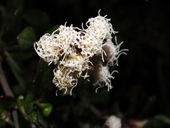 Ageratina calaminthifolia
