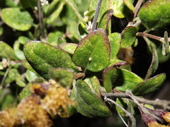 Ageratina calaminthifolia