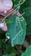 Liriomyza eupatoriella