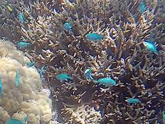 Chromis viridis