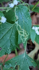 Liriomyza eupatoriella