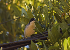Microspingus melanoleucus