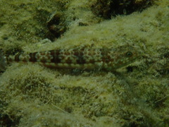 Synodontidae