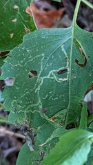 Liriomyza eupatoriella