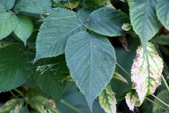 Rubus idaeus