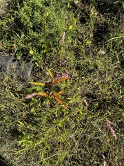 Persicaria extremiorientalis